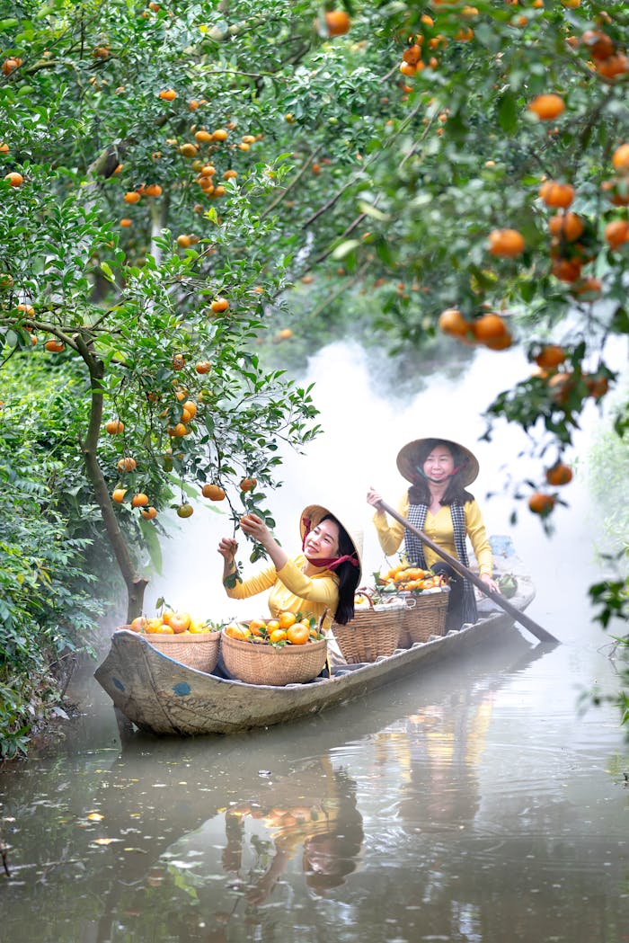 Two women harvest oranges from a boat in a lush, misty orchard.